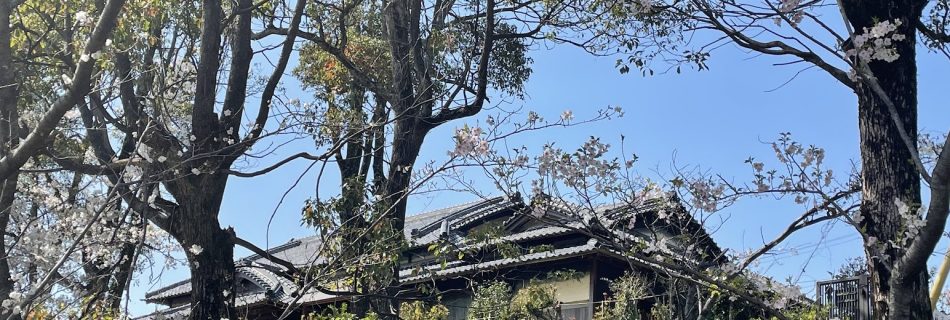 淡輪山荘、桜爛漫の美しい季節