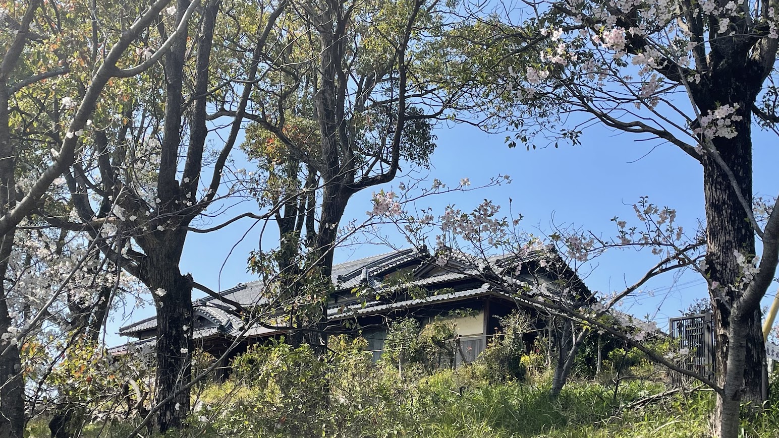 淡輪山荘、桜爛漫の美しい季節